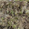 sphagnum-shop.com Lebendes Sphagnum Moos 2 kg für das Terrarium und Moorbeete Orchideensubstrat Monstera Substrat Moosstäbe 2. Wahl