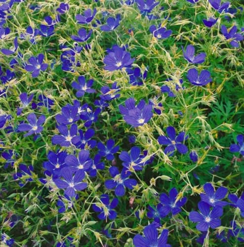 Storchschnabel 'Nimbus' im Topf Geranium collinum winterhart Bodendecker | Blauviolett, Juni-August, 40-60 cm, aufrecht buschig, sonnig bis halbschattig, Bodendecker, winterhart bis -20 °C