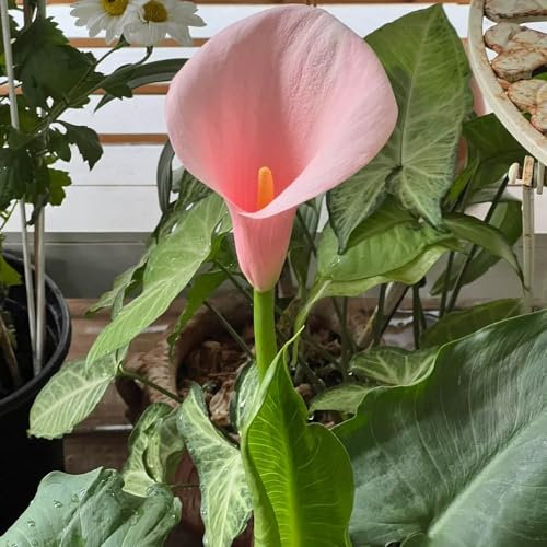 3 pcs Calla Zwiebeln - Zantedeschia aethiopica flowers decoration, zimmerpflanzen Calla Lily Blumenzwiebeln MehrjäHrig Winterhart zimmergewächshaus anzucht flowers bienen wiese winterlinge