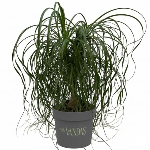Vandas Beaucarnea – Pianta Mangiafumo da Interno | Purifica l’Aria e Resiste al Fumo | Foglie Lunghe e Verdi | Elegante e Facile da Curare | Made in Italy