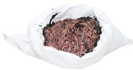 SUPERWURM 0,5 kg mini-Mix (ca. 750 St.) Riesen-Rotwürmer - Dendrobena, Angelwürmer, Futterwürmer, Regenwürmer, Würmer, Riesenrotwürmer, Angelköder, Lebendköder, Wurmfarm, Wurmzucht