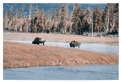 artboxONE Poster 30x20 cm Reise Bisons at Yellowstone River - Bild Bisons Amerika Bison