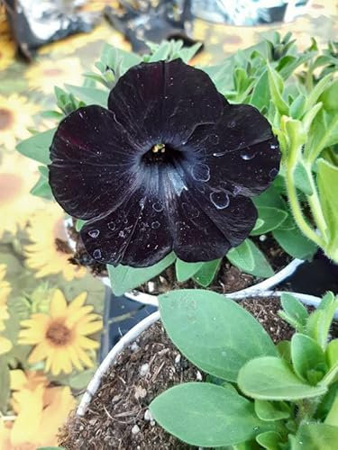 SEMI PANSY..VARIETA' VIOLA X WITTROCKIANA--CLEAR CRYSTAL BLACK