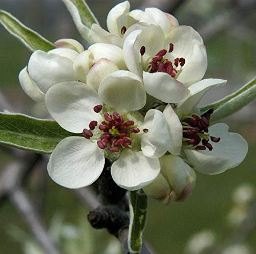 Hängende Wildbirne 125-150cm - Pyrus salicifolia Pendula - lebende Gartenpflanze aus den Baumschulen