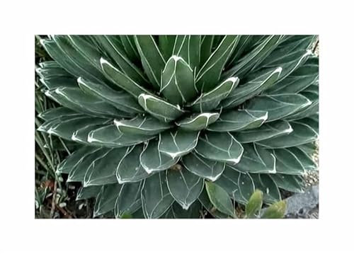 Pezzi - 5x Agave Victoriae - Reginae Bustamante più di un Anno Piante - Seme ID1674 - Seeds & Plants Shop by Ipsa