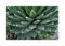 Pezzi - 5x Agave Victoriae - Reginae Bustamante più di un Anno Piante - Seme ID1674 - Seeds & Plants Shop by Ipsa