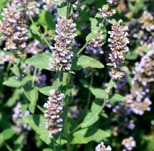 Echte Katzenminze - Nepeta cataria - Minze - Katzen - 30.000 Samen