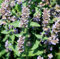 Echte Katzenminze - Nepeta cataria - Minze - Katzen - 30.000 Samen