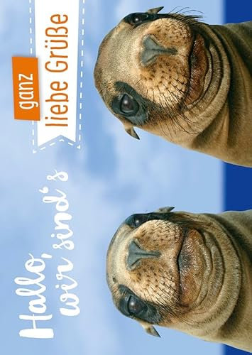 Gutsch Verlag Tierische Postkarte - Ganz liebe Grüße von süßen Robben - Perfekt für Tierliebhaber und besondere Nachrichten
