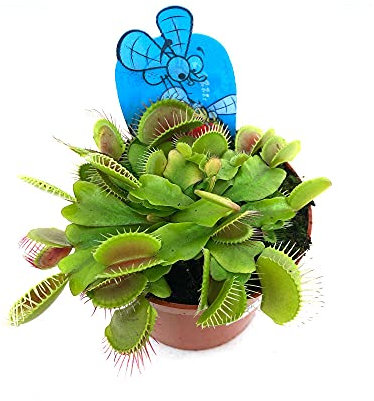 CARNIVORA DIONAEA MUSCIPULA INSECTIVORA M8 VENUS ATRAPA MOSCAS