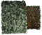 Papillon - Traliccio Estensibile In Legno Con Foglie Salisbury 2 X 1 Mt.