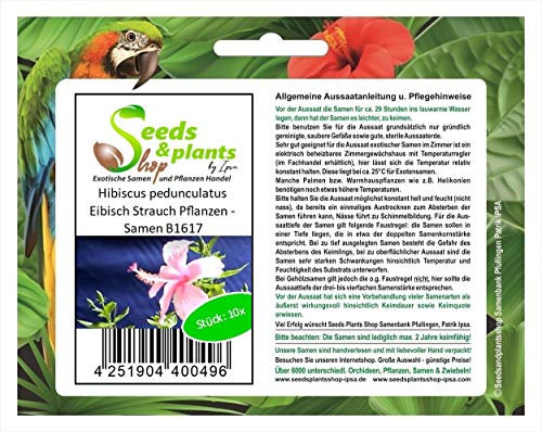 Stk - 10x Hibiscus pedunculatus Eibisch Strauch Pflanzen - Samen B1617 - Seeds & Plants Shop by Ipsa