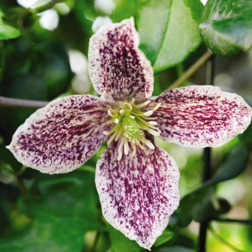 Evergreen Winter Flowering Clematis 'Freckles' - Pink Blooms with Maroon-Red Freckles - Hardy Perennial Vine for Containers and Borders – 2X 3 Litre Pot by Thompson and Morgan