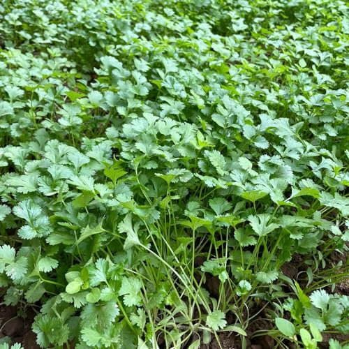 200 pcs koriandersamen salat samen coriander seeds kräutersamen pflanzensamen garten pflanzen stauden winterhart mehrjährig saatgut winterharte pflanzen bio saatgut geschenke für gartenliebhaber