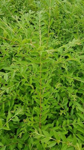 Ligustrum sinense/Troène de Chine/Conteneur de 3 à 4 litres