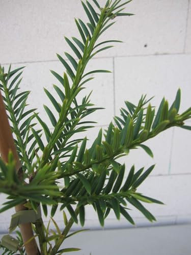 Japanische Nusseibe - Torreya nucifera - 40-50cm