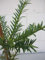 Japanische Nusseibe - Torreya nucifera - 40-50cm