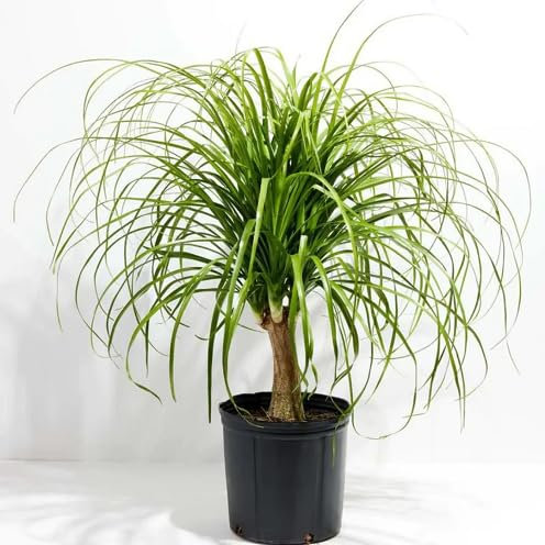 30 graines de plantes fraîches de Beaucarnea