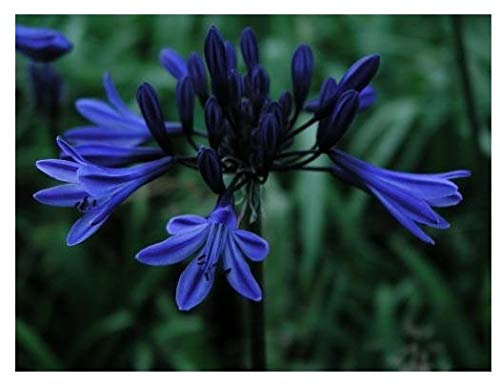 Agapanthus Midnight Star (Navy Blue) ex 2 Litre Pot