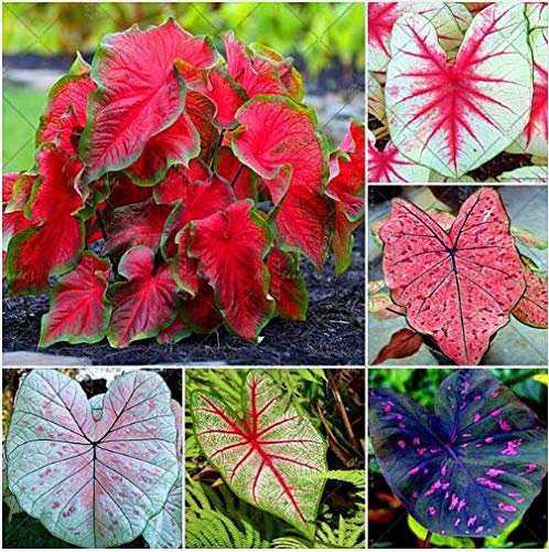 Portal Cool 100 Stück Caladium Mixed Indoor n Samen da Caladium