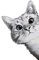 WOWDECOR DIY Malen nach Zahlen für Erwachsene Kinder Mädchen, Süße Katze 40x50 cm Vorgedruckt Leinwand-Ölgemälde (ohne Rahmen)