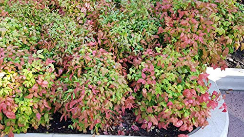 Nandina domestica 'Fire Power' / Bambou sacré boule/Conteneur de 7 à 10 litres