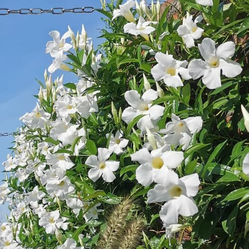 30samen dipladenia - winterharte für draußen, Mandevilla exotische winterhart, balkon balkonblumen blumensamen balkon, wildblumenwiese