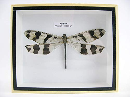 asiahouse24 Antlion (Myrmeleontidae sp.) - echte exotische Libelle im 3D Schaukasten, Bilderrahmen aus Holz - gerahmt - Taxidermy … (dunkel)