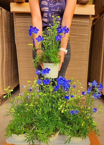 POWERS TO FLOWERS - DELPHYNIUM AZZURRO MULTIFLORA, DELFINIO, 3 PIANTE, VASO 14CM DIAMETRO, pianta vera