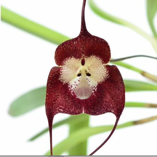 Neu Riesen-Affengesicht-Orchideen-Blumensamen 100 Stück