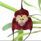 Neu Riesen-Affengesicht-Orchideen-Blumensamen 100 Stück