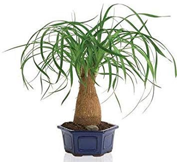Potseed Beaucarnea (Nolina) recurvata (Elefantenfuß, Pferdeschwanz Palm) Palm - 10 Samen