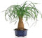 Potseed Beaucarnea (Nolina) recurvata (Elefantenfuß, Pferdeschwanz Palm) Palm - 10 Samen
