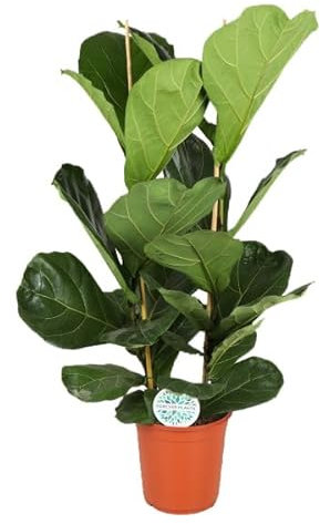 Ficus 'Lyrata' - Geigenfeige großlaubig Topf Ø 24 cm Höhe: 110 cm luftreinigende, pflegeleichte Zimmerpflanze