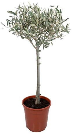 Trendyplants - Olea Olive - Olivenbaum auf Stamm - Höhe 80-100 cm - Topfgröße Ø19cm
