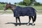 Harry's Horse Stalldecke Highliner 500gr, Farbe:navy, Größe:215cm