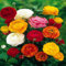 Harnblumenzwiebeln asiaticus Mix - 20 Blumenzwiebeln