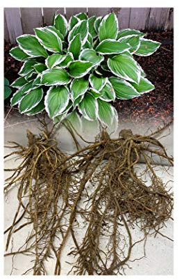 GARTHWAITE NURSERIES® : - UK Stockist : - 6 Hosta Undulata Albomarginata Plantain Lily Garden Hardy Bare Root Perennial Size Grade 1