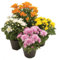 DECOALIVE Margarita Set de 4 Unidades de Chrysanthemum o Crisantemos con Flor Plantas Naturales