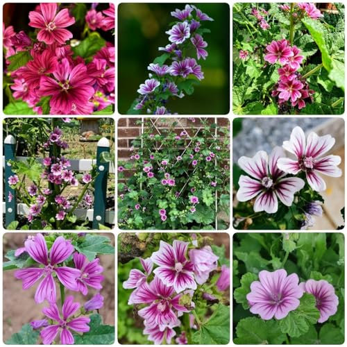 200 piezas semillas de malva silvestre, Balcón de flores, plantas resistentes para jardín., malva Malva sylvestris bonsai, semillas de plantas de interior macizo de flores, plantas