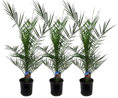 Trendyplants - 3x Phoenix Canariensis - Palmiers dattiers - Rustique - Plante de jardin - Hauteur 70-90 cm - Taille du pot Ø15cm