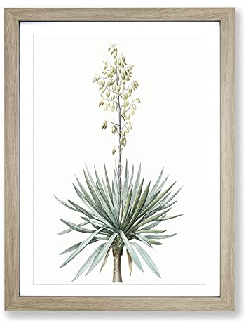 Adams Needle Yucca Flowers By Pierre Joseph Redoute Vintage Framed Print | A4 Oak Framed Wall Art | Ready to Hang | Classic Floral Picture | Living Room Bedroom Lounge Office