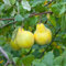 Meisterquitte `Champion´, Cydonia oblonga, Quittenbaum 120-140cm im 10L-Topf
