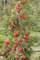 Pinova, Winterapfel, Halbstamm, 150-170 cm, im Topf