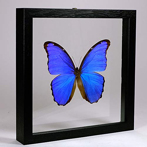 De Museumwinkel.com Morpho didius – Blauer Morphofalter - Echter präparierter Schmetterling montiert zwischen Glas in handgefertigten Doppelglas Holzrahmen
