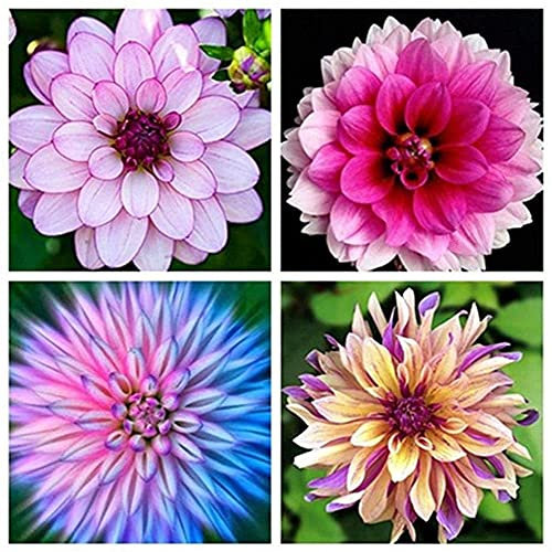 FStening 4 Stück Mix Dahlien Zwiebeln Für Den Garten Balkon Pflanzen Erbstück Knollen Blumen Farben Frisch Angenehm Brauchen Nicht Viel Pflege Geeignet Für Indoor Bouquet Dekoration