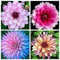 FStening 4 Stück Mix Dahlien Zwiebeln Für Den Garten Balkon Pflanzen Erbstück Knollen Blumen Farben Frisch Angenehm Brauchen Nicht Viel Pflege Geeignet Für Indoor Bouquet Dekoration