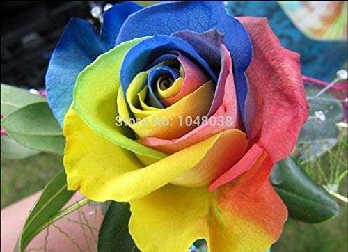 Famiglia Geraniaceae Pelargonium graveolens Semi 200pcs, Rose-profumati semi di Pelargonium di fiori, Qu Weng Cao Rose Geranium Semi