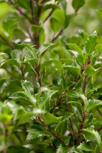 Ilex meserveae 'Heckenfee' -R- 30-40 cm - Stechpalme, immergrün, rote Beeren, ideal für Hecken, winterhart und pflegeleicht