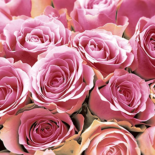 20 Lunch Servietten Rosen in pink 33 cm